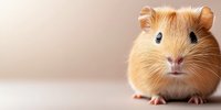 Adorable ginger hamster with bright eyes and round cheeks sitting on light background, looking directly at camera. Pet portrait with copy space.