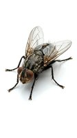 Isolated fly with transparent wings and dark striped body on white background, ready for design, clipart, and educational use.