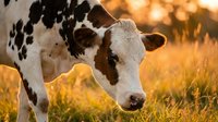 Young Holstein dairy cow with black and white spotted pattern grazing in golden sunset pasture field during warm evening light for agriculture concepts.