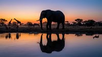African elephant silhouette drinking at waterhole during golden hour sunset with giraffes in background, perfect reflection in calm water creating mirror effect.