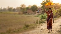 Woman farmer carrying basket of marigold flowers on head walking through rural agricultural field at sunset for harvest and farming concepts.