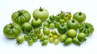 Fresh green tomatoes collection featuring various sizes from large beefsteak to small cherry varieties isolated on white background for culinary designs.