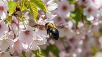 Bumblebee collecting nectar from pink cherry blossom flowers in spring garden. Pollinator insect on blooming fruit tree branch with delicate petals and green leaves.