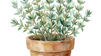Potted succulent plant with small green leaves in terracotta container, isolated on white background for design, home decor, gardening, and botanical projects.