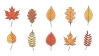 Autumn leaf collection with colorful fall foliage in orange, yellow and red tones isolated on white background for seasonal design projects.