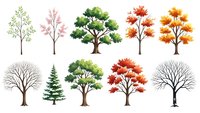 Collection of seasonal trees isolated on white background showing spring summer autumn winter foliage changes for nature design projects.