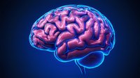 Glowing pink brain model with blue neon outline against dark background shows detailed cerebral anatomy and neural structure for medical and educational concepts.