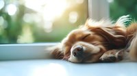 Sleeping cavalier king charles spaniel dog lying near window with soft natural light and bokeh background. Peaceful pet portrait with morning atmosphere.