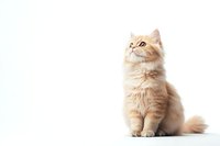Fluffy cream colored Persian cat sitting gracefully against white background, looking up with curiosity. Long-haired feline portrait with copy space for pet care designs.