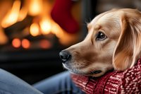 Golden retriever dog wearing red knitted scarf sitting by warm fireplace creating cozy winter atmosphere for holiday greeting cards and seasonal content.