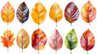 Colorful autumn leaves collection in watercolor style on white background, featuring maple and beech leaves in orange, brown, red and green shades.