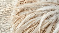 Delicate cream-colored feathers creating soft textural pattern with gentle curves and flowing lines. Natural organic plumage background in neutral beige tones.