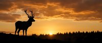Majestic deer silhouette standing against dramatic golden sunset sky with forest treeline. Wildlife nature scene perfect for outdoor adventure themes.