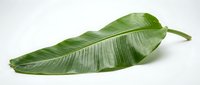 Vibrant green banana leaf with natural veins and texture, isolated on white background, suitable for tropical design, botanical illustrations, and decorative projects.