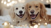 Two golden retriever dogs with happy expressions and open mouths sit together against a blurred bokeh background with warm golden lights, perfect for pet care and lifestyle content.