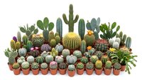 Large collection of diverse cacti and succulents in terracotta pots arranged in rows, perfect for gardening, botanical displays and desert plant themes.