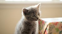 Gray tabby kitten with alert expression sitting by colorful fabric, suitable for pet care, animal adoption, and lifestyle content.
