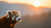 Red panda portrait at golden hour sunset with mountain landscape background, wildlife photography concept for nature and conservation projects.