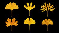 Six golden autumn ginkgo and oak leaves isolated on transparent background, ready for T-shirts, stickers, clipart, sublimation, and print on demand design use.