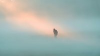 Solitary eagle perched in misty morning fog with soft golden sunlight breaking through clouds, conveying solitude and tranquility in nature.
