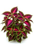 Colorful foliage plant with vibrant magenta and deep burgundy leaves featuring golden-yellow edges, isolated on white background for design and decorative use.