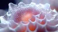 Delicate pink and white coral-like structure with intricate patterns and glowing center point creates ethereal underwater atmosphere, macro photography closeup.
