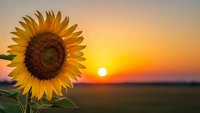 Sunflower blooming in golden field during warm sunset with orange sky background. Natural agriculture landscape for farming and harvest concepts.