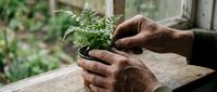 Elderly hands gently holding small green plant seedling in black pot, nurturing new growth with care and tenderness for gardening and environmental concepts.