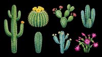 Cacti and succulents collection with various species including saguaro, barrel, prickly pear, and flowering varieties isolated on transparent background. Ready for t-shirt designs, clipart, stickers, and print-on-demand products.