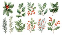 Watercolor holly branches with red berries and green leaves, festive botanical elements for Christmas and winter holiday designs.