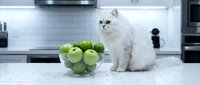 White fluffy cat sitting next to bowl of green apples on modern kitchen counter with white subway tile backsplash and stainless steel appliances.