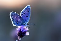 Delicate blue butterfly with intricate wing patterns perched on purple wildflower against soft blurred background, captured in dreamy morning light.