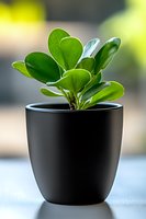 Fresh green peperomia obtusifolia plant with glossy round leaves growing in modern black ceramic pot against soft blurred background, suitable for home decor.