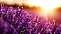 Vibrant purple lavender flowers in bloom at sunset with golden sunlight creating dreamy bokeh effect, close-up view of aromatic herb field in summer.