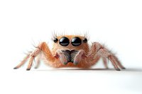 Extreme close up macro photograph of jumping spider face with large eyes and orange fuzzy body against white background, showing detailed arachnid features.