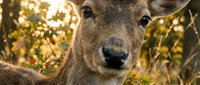 Close-up portrait of young deer with soft brown eyes in golden autumn sunlight. Wildlife photography capturing natural beauty and peaceful forest moment.