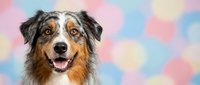 Happy Australian Shepherd dog with tongue out against colorful pastel bokeh background for pet care, veterinary services, and animal wellness designs.
