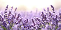 Purple lavender flowers blooming in field with soft bokeh background and warm sunlight creating dreamy atmosphere for aromatherapy and relaxation concepts.