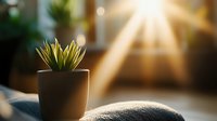 Small succulent plant in gray ceramic pot on windowsill with dramatic sunbeams streaming through window creating cozy morning atmosphere and natural lighting effect.