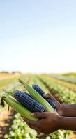 Blue corn cobs held in farmer's hands against agricultural field backdrop. Suitable for farming, agriculture, harvest, and food production marketing materials.