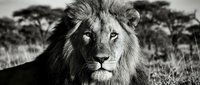 Majestic male lion portrait in black and white with dramatic lighting showcasing wild animal power and strength in natural savanna habitat.