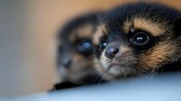 Young meerkat with distinctive facial markings and alert expression resting on surface, suitable for wildlife, nature documentaries, educational content, and animal behavior projects.