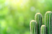 Green spiky cactus plants against soft blurred natural background with copy space. Minimalist desert flora composition showing thorny succulent details.