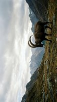 Woolly mammoth standing on rocky mountain terrain with curved tusks against dramatic cloudy sky in prehistoric landscape setting for educational content.