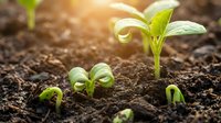 Young green seedlings sprouting from rich dark soil with warm sunlight, symbolizing new life, growth, and fresh beginnings in agriculture and gardening.