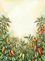 Chili pepper plants with ripe red and yellow pods arranged in botanical frame on cream background, suitable for culinary, gardening, and agricultural design projects.