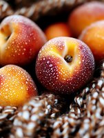Fresh ripe plums with water drops on red-orange skin, arranged on knitted woolen textile. Macro shot highlighting natural texture and moisture.