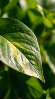Fresh green leaf with water droplets and natural texture in soft focus botanical background for organic wellness and nature concepts.