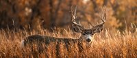 Majestic whitetail deer buck with large antlers standing in golden autumn grassland during warm sunset light for wildlife and hunting themes.