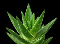 Aloe vera plant with water droplets isolated on transparent background, ready for t-shirt designs, clipart, stickers, sublimation and print-on-demand products.